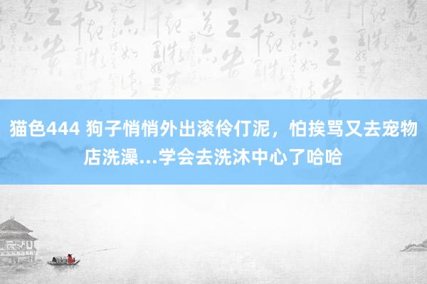 猫色444 狗子悄悄外出滚伶仃泥，怕挨骂又去宠物店洗澡...学会去洗沐中心了哈哈